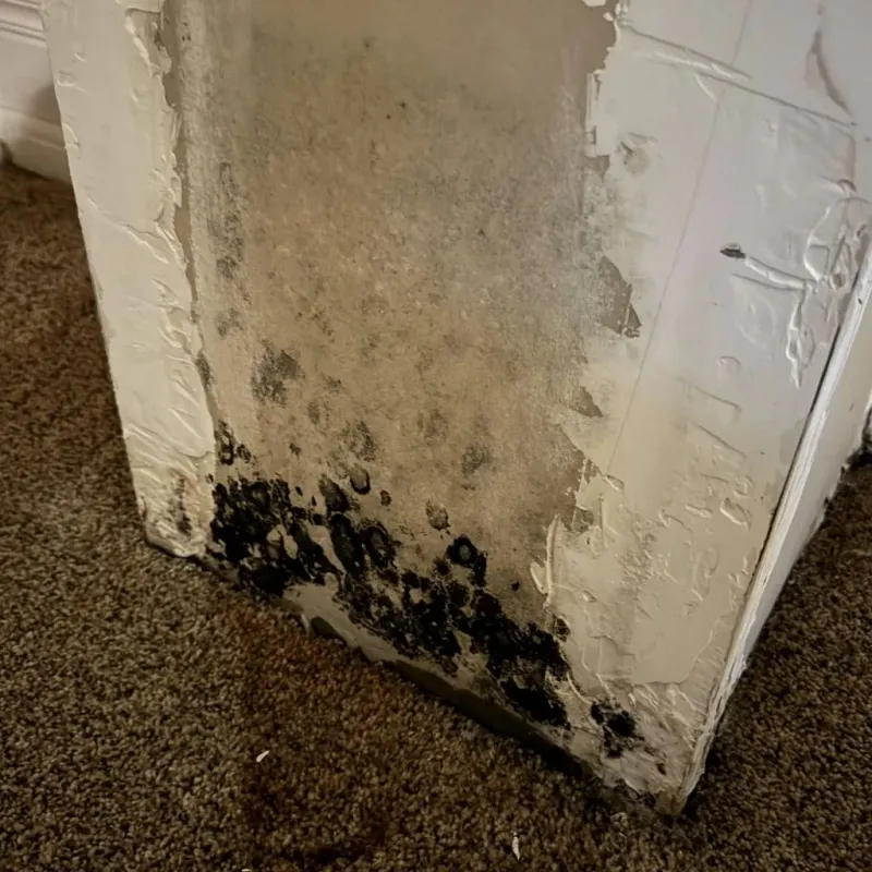 Professional Mold Removal in Rutherford College, NC